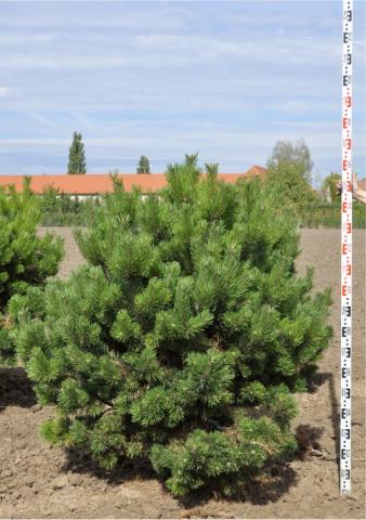 Pinus mugo 'Gnom'